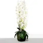 115 CM, Artificial Phalaenopsis Orchid Plant With Natural Base for Home Décor, Wedding Event, Party, Restaurant, Indoor, Outdoor - Medaid