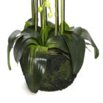115 CM, Artificial Phalaenopsis Orchid Plant With Natural Base for Home Décor, Wedding Event, Party, Restaurant, Indoor, Outdoor - Medaid