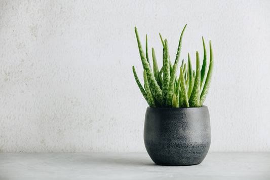 🌱💚 Fresh Organic Aloe Vera Plant - Medaid - Lebanon